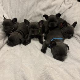 French Bulldog Puppies from Wyo frenchies