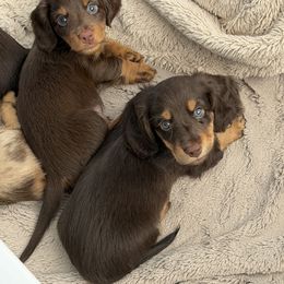 Dachshund Puppies from Andrea Swayne