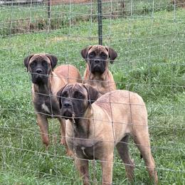 2 Fawn Females available - Fawn female Bullmastiff puppy in Comer, Georgia from Caro Bullmastiffs