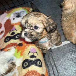 Chip - Gold male Shih Tzu puppy in Huber Heights, Ohio from Little Healthy Purebred Pups