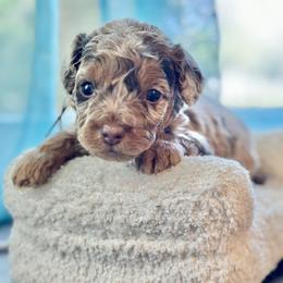 Dewy - Merle male Cockapoo puppy in Palm Beach County, Florida from Benji’s Cockapoos
