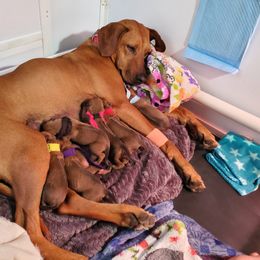 Rhodesian Ridgeback Puppies from Monarch Rhodesian Ridgebacks