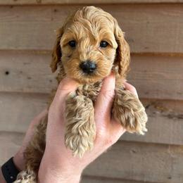 Chase - Golden male Cockapoo puppy in Mena, Arkansas from Ouachita River Cockapoos