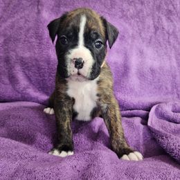 Boxer Puppies from Boxers R Us