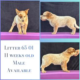 L65-01 - Red mottled male Australian Cattle Dog puppy in Sheridan, Oregon from 6pk Cattledogs