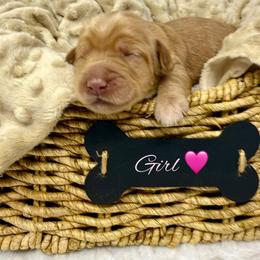 Girl 1 - Caramel cream female Australian Labradoodle puppy in Sacramento, California from Delta Breeze Labradoodles