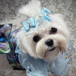Elvie - Maltese