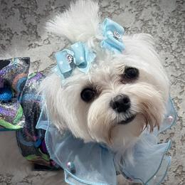 Elvie - Maltese