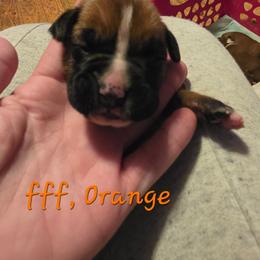 Orange female,  flashy fawn - Fawn female Boxer puppy in Farmington, Pennsylvania from Impression's Boxers