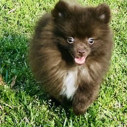 Cappuccino - Chocolate parti male Pomeranian puppy in Monroe, Georgia from Beastly Beauties Huskies & Pomskies