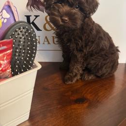 Bernie - Liver male Miniature Schnauzer puppy in Pearland, Texas from K & S Schnauzers