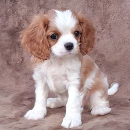 Dixie - Blenheim female Cavalier King Charles Spaniel puppy in West Plains, Missouri from God's Designs Cavaliers