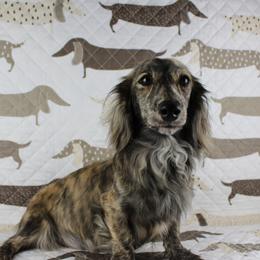 Pearl - Dachshund