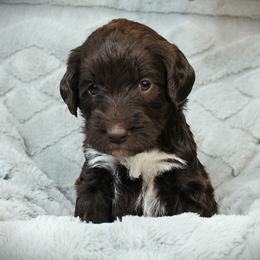 Rotini - Chocolate female Labradoodle puppy in Lanexa, Virginia from Lees Reach Farm