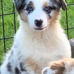 Hope - Blue merle female Australian Shepherd puppy in Browerville, Minnesota from Rustic River Ranch Aussies