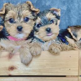 Yorkshire Terrier Puppies from Evermore Yorkies