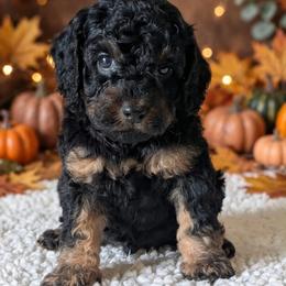 Touchdown - Black and tan male Cockapoo puppy in Sparta, Missouri from Sis' Doodles & Poodles
