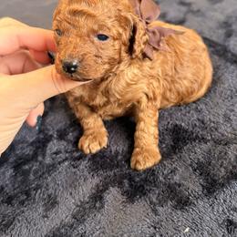Vera - Red  female Poodle puppy in Miami, Florida from Sakura Poodles
