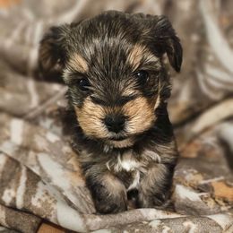 Binx - Black and tan male Yorkshire Terrier puppy in Thornville, Ohio from My precious yorkies