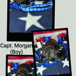 Capt. Morgan - Black male Goldendoodle puppy in Water Valley, Mississippi from Olympian Doodles