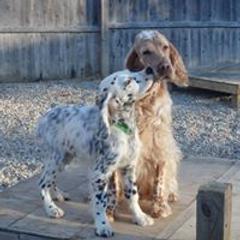 English Setter Puppies from Finlauson's Pet Care Center and Granite State Service Dogs