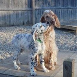 English Setter Puppies from Finlauson's Pet Care Center and Granite State Service Dogs
