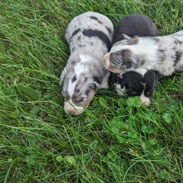 Australian Shepherd Puppies from Paint Valley Australian Shepherds