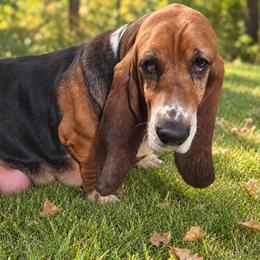 Josie - Basset Hound