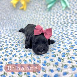 Rihanna - female Cavapoochon puppy in Bullard, Texas from Cavapoochon Central LLC