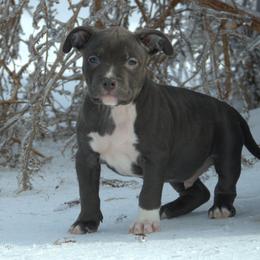 Oak - Blue tri-color male American Bully puppy in Orlinda, Tennessee from SimplyBullies