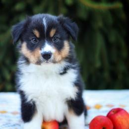 Ginger - Black tri female Miniature American Shepherd puppy in Battle Ground, Washington from Casita Miniature American Shepherds