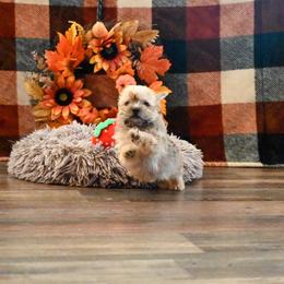 Wally - Gold male Morkie puppy in Guthrie, Kentucky from Happy Tail Puppies