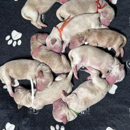 Girl 3 - Gold female Australian Cobberdog puppy in Scottsdale, Arizona from Mud Pies Australian Cobberdogs