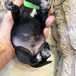 Green Collared - Black male Miniature Schnauzer puppy in Prescott, Washington from Winona Schnauzers