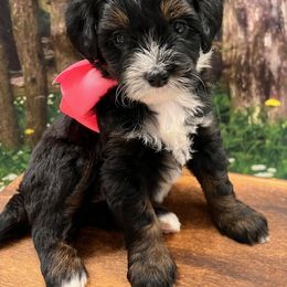 Bernedoodle and Goldendoodle Puppies from Gracie's Goldendoodles and Bernedoodles