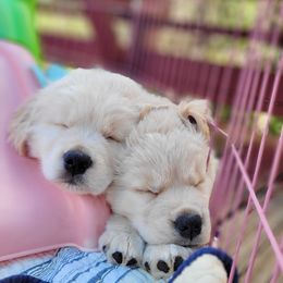 Golden Retriever Puppies from Big Bend Goldens