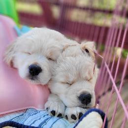 Golden Retriever Puppies from Big Bend Goldens