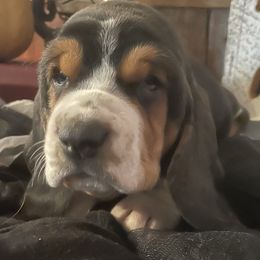 Basset Hound Puppies from Rain and Snow Bassets