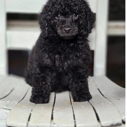 Aussiedoodle, Bernedoodle, Cockapoo, Miniature Australian Shepherd, Poodle, and Sheepadoodle Puppies from Jam's Doodles And Poodles