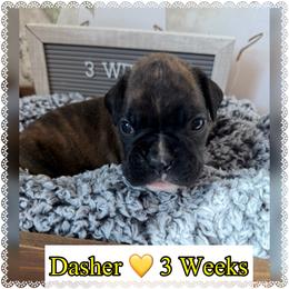 Dasher - Brindle male Boxer puppy in Greenwell Springs, Louisiana from Bayou Boxer Haus - Baton Rouge Boxers