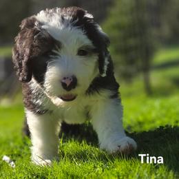 Tina - Gray and white female Old English Sheepdog puppy in Sutherlin, Oregon from Sapphire Eyes Sheepdogs