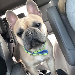 Whiskey  - English Bulldog