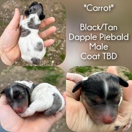 Carrot - Dapple male Dachshund puppy in London, Kentucky from Steele Half Acre Homestead