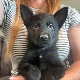 Blue collar - Black male German Shepherd puppy in Canterbury, Connecticut from Nachtwaechter German Shepherds, LLC