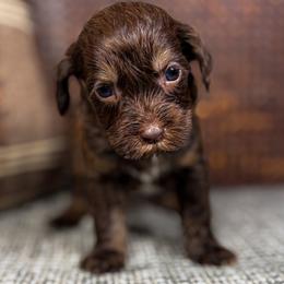 Bolt - Chocolate male Australian Labradoodle puppy in Decatur, Alabama from Southern Meadows Doodles