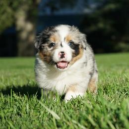 Harlow - Blue merle female Australian Shepherd puppy in Holmesville, Ohio from Coffee Run Spring at Miller Farms