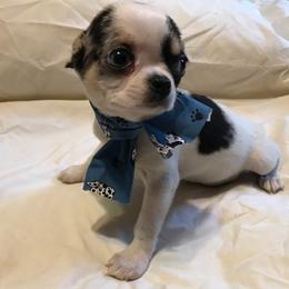 Chihuahua Puppies from Chilove Chihuahuas