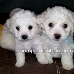 Bichon Frise Puppies from Champion Bichon