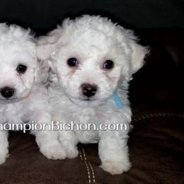 Bichon Frise Puppies from Champion Bichon