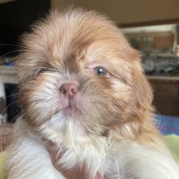 Girl 2 Bella - Liver and white female Shih Tzu puppy in Troy, Michigan from "Shihtzu Best Friend"